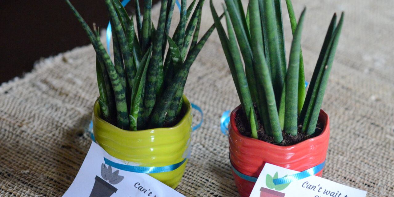 Simple Back-to-School Teacher Gift Ideas