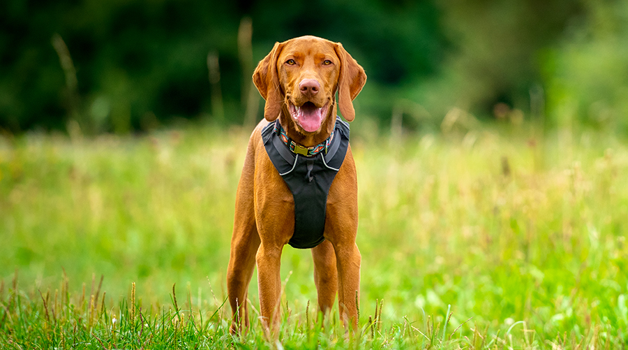 Training Hounds for Heroes: Arkansas Service Paws Serves Those Who Served the Public, Nation