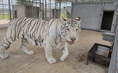 White Tiger Zuri Finds Permanent Home at Turpentine Creek