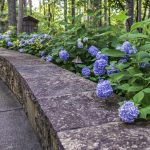 Early Birds Beat the Heat With Extended Morning Hours at Garvan Woodland Gardens