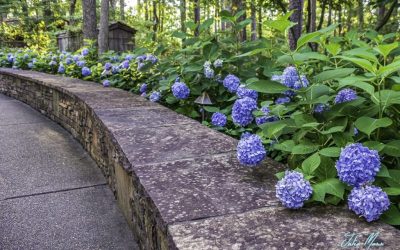 Early Birds Beat the Heat With Extended Morning Hours at Garvan Woodland Gardens