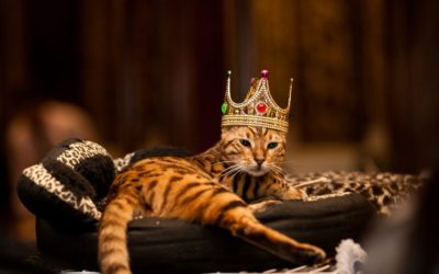 A Royal Gathering of Cats Is Coming to Central Arkansas
