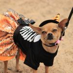 Fairs, Festivals & Fun Frights For ALL! Arkansas Weekend Events Oct. 15-18